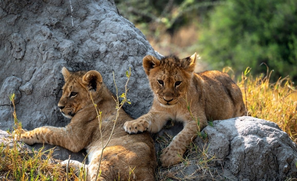 planete sauvage en loire atlantique
