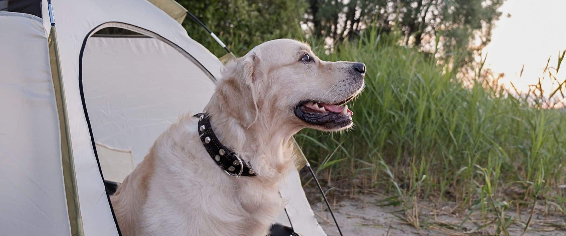 camping les chenes verts dog friendly loire atlantique